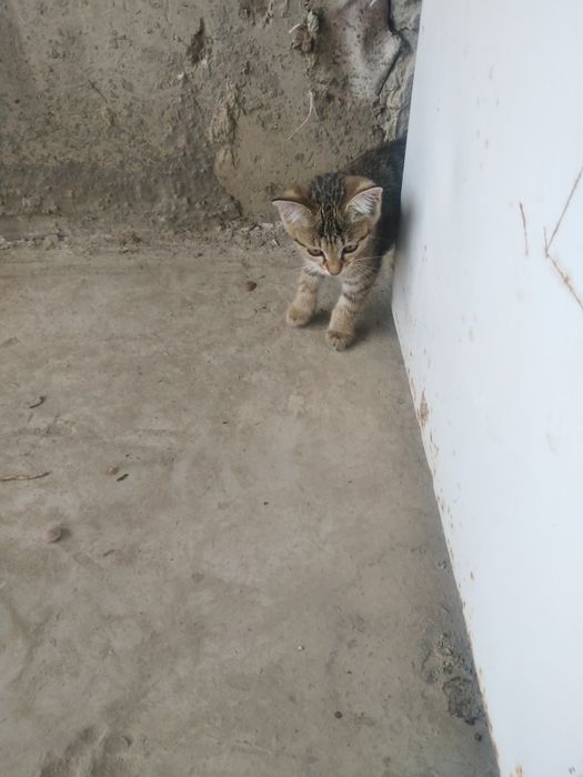 Кошки домашние красивые
