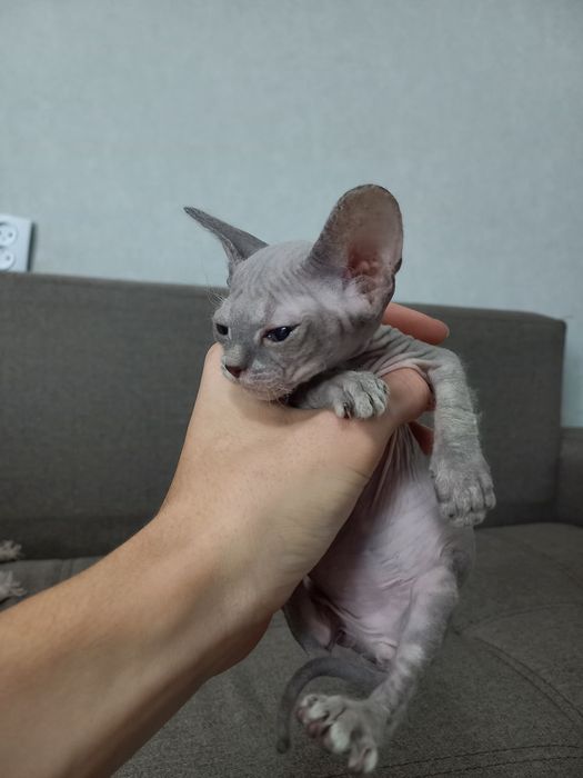 Продам сфинкса девочку в хорошие руки
