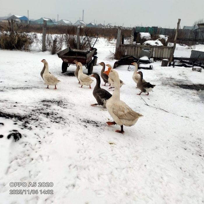 Продам гусей живьём