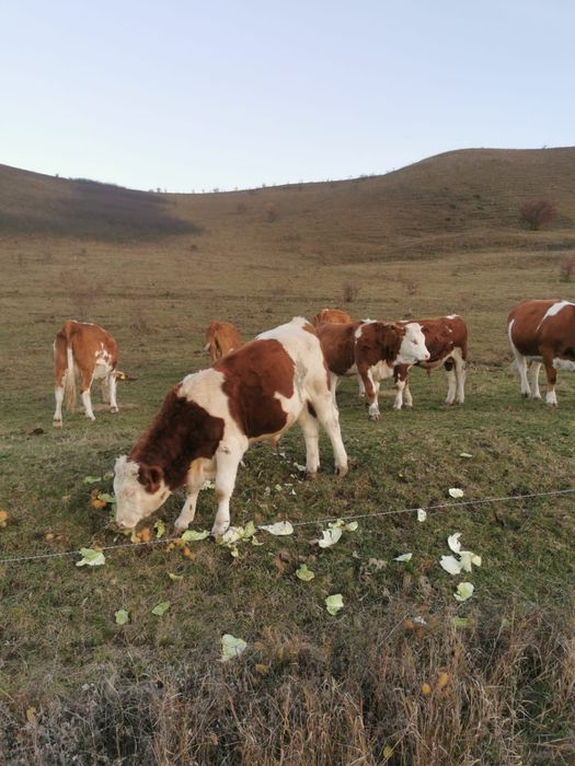 Tăuraș bălțat românesc