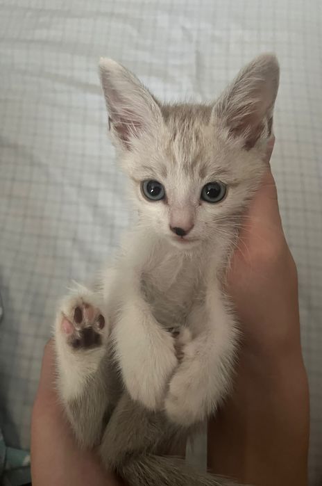 Кошка бесплатно в добрые руки