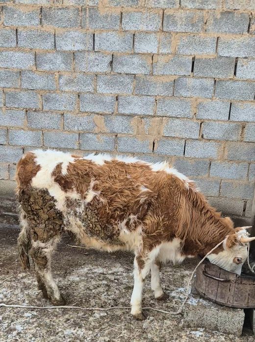 Семіз тайынша сатылады