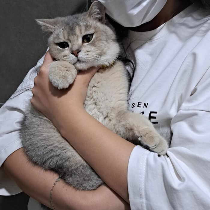 Вязка. Шиншилла 
золотая шиншилла. Oкрас №Y