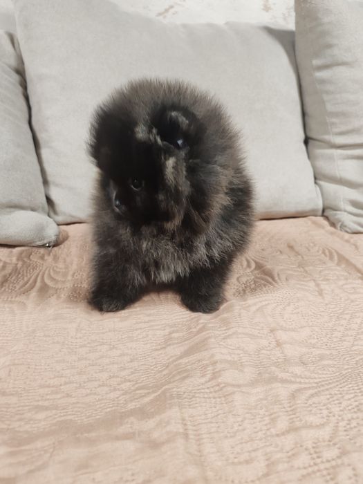 Померан мини  мъжки и женско