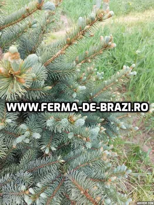 Oferta Pachet 1000 buc. puieti molid argintiu 4 ani- Discount 20%