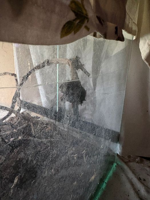 Terrariu pentru soparle