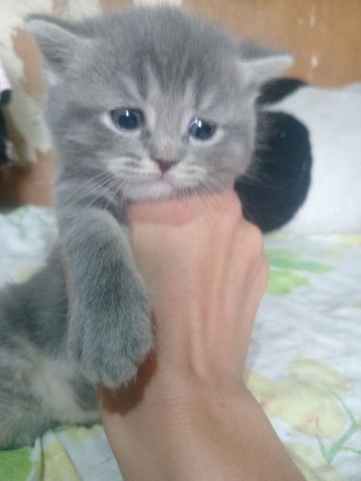 Продам котят шатланская