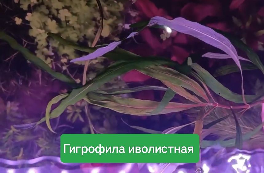 Аквариумные растения