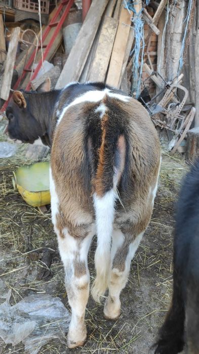 Vițel și vițele de vânzare!