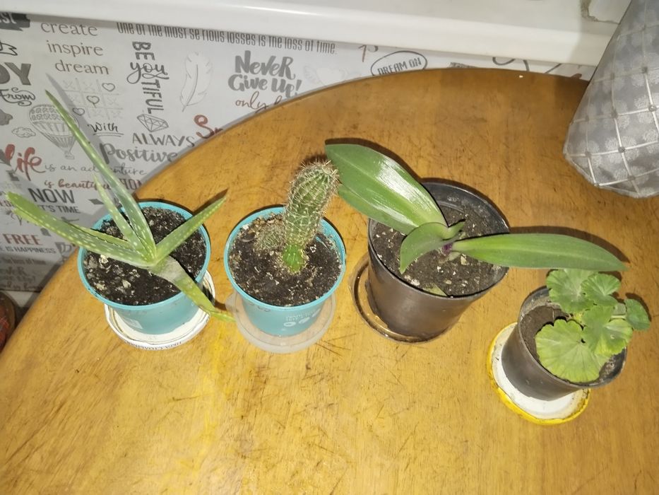 Продам цветы разные от 5000