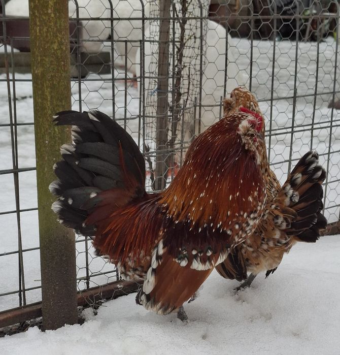 Barboasa de anvers pereche