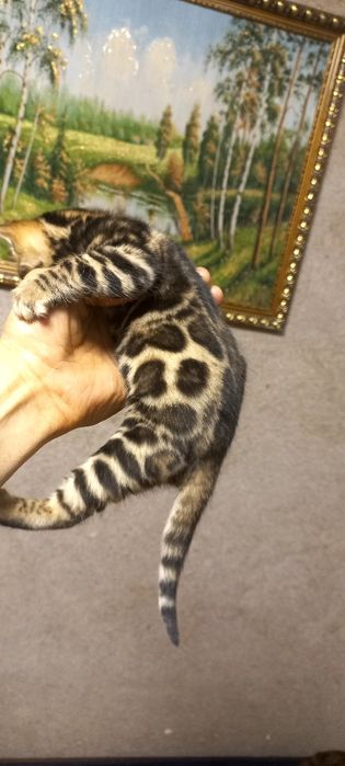 Бенгальские чистокровные!