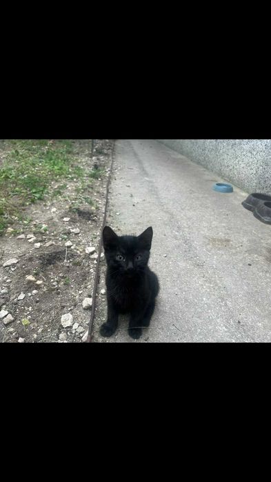 Красиви котенца си търсят дом
