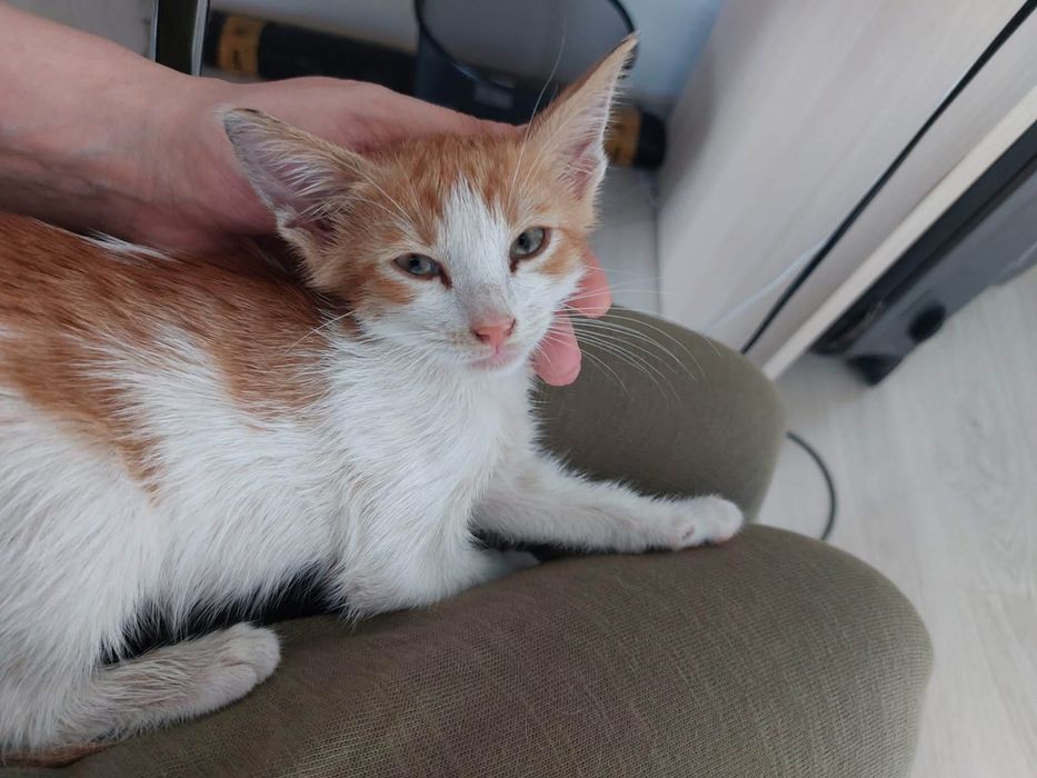 Motanel in varsta de 2 luni pentru adoptie