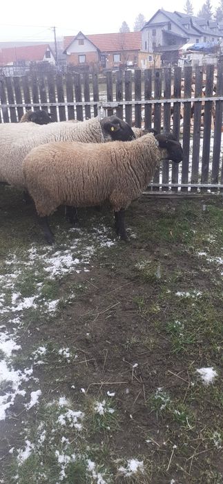 Vând berbeci suffolk