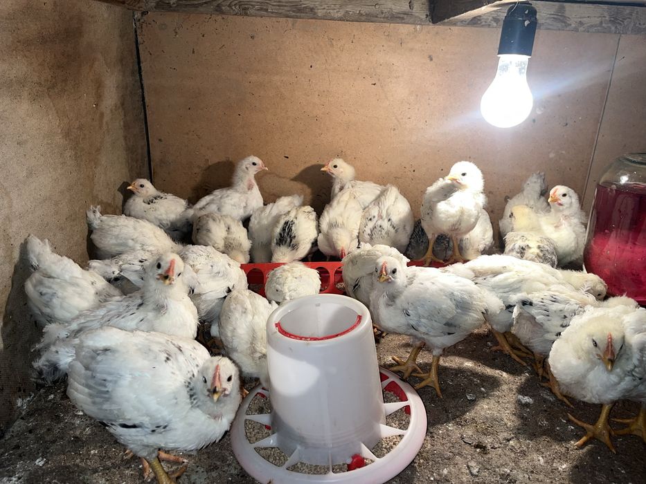 Аддлер шөжелере бар