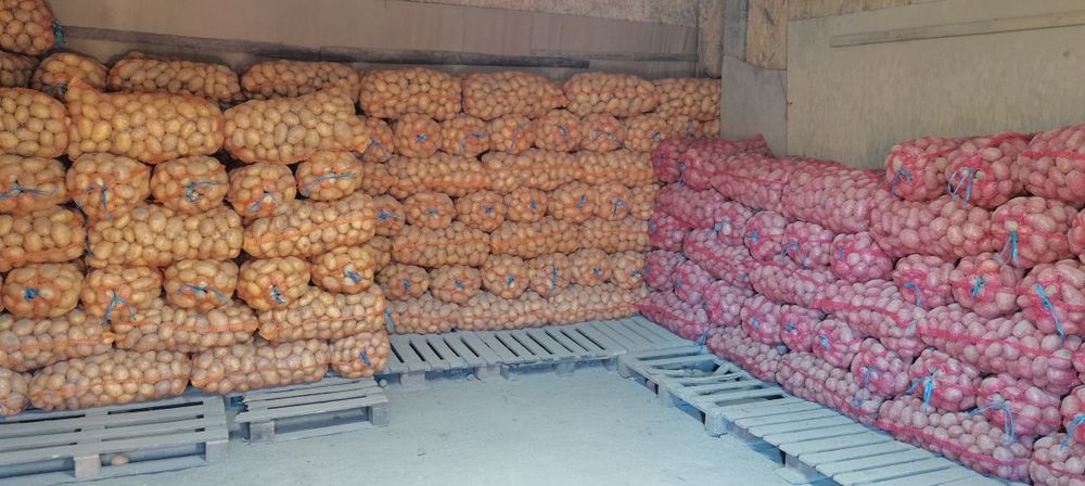 Vand cartofi consum alb si rosu recent