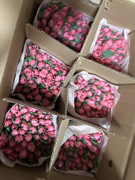 Тюльпаны Оптом