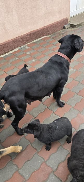 Donez pui cane corso fetite
