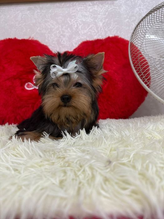 Кукольный мальчик йорка