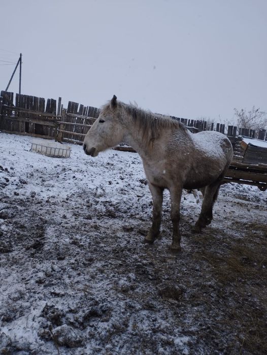 Продам    кобылу