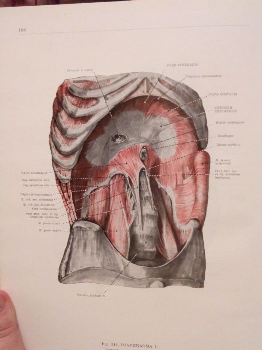 Atlas anatomia omului/Az ember anatomiajanak atlasza I+II+III