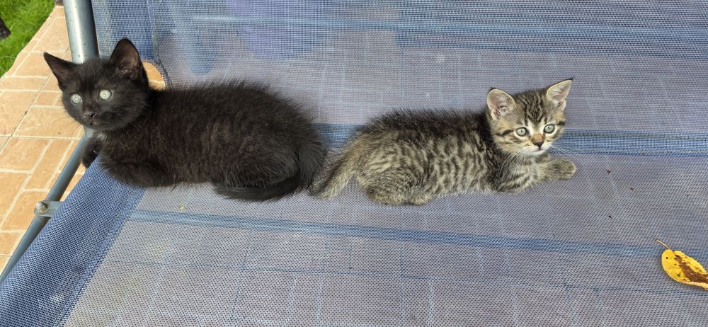 Adopție doi pisoiasi