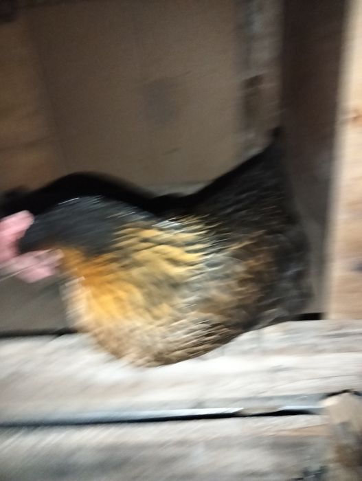 Продам курицу молодая