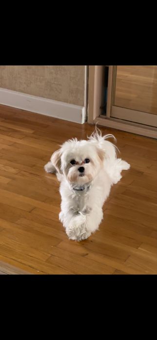 Мальтийская болонка