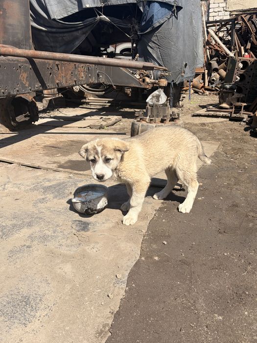 Щенок алабай/кангал