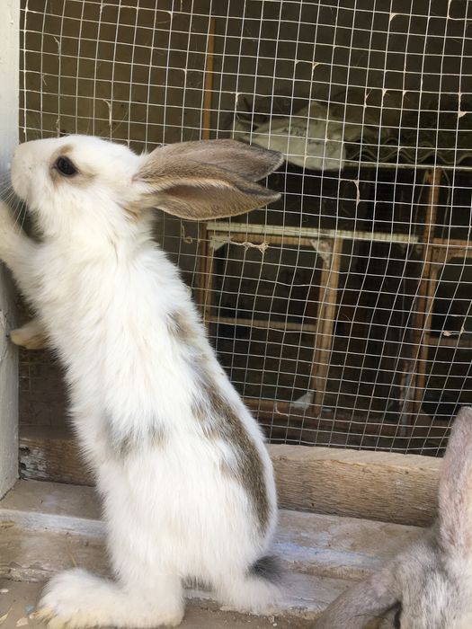 Зотли куёнлар сотилади