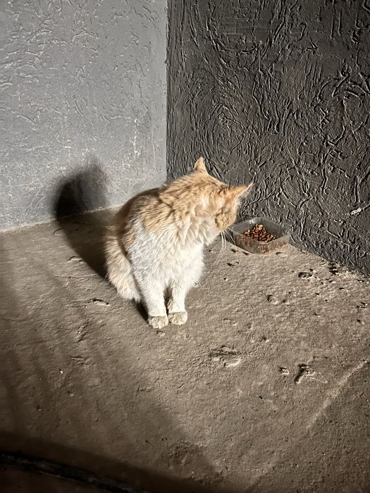 Очень ласковый котик в добрые руки