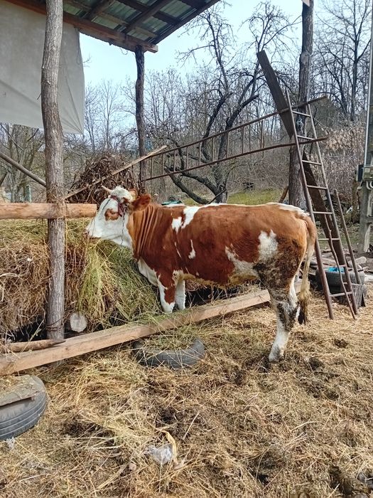 Vând Vitică gestată românească