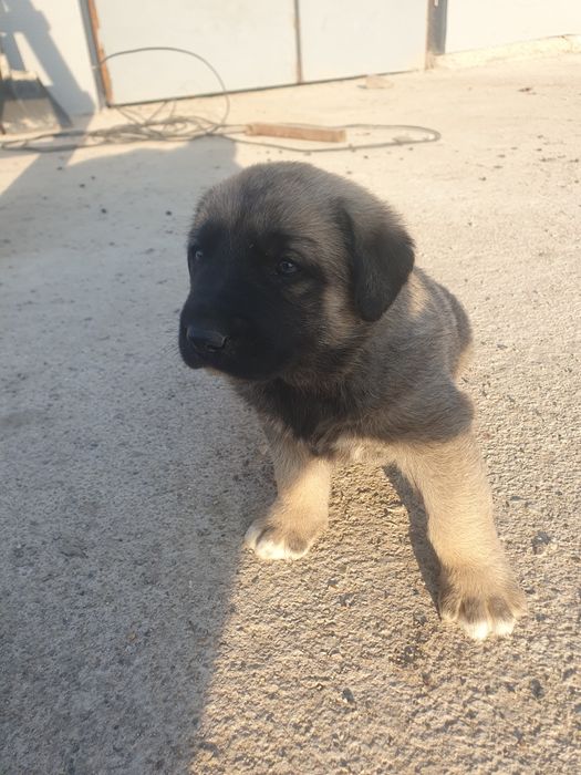 Щенки кангалы помесь