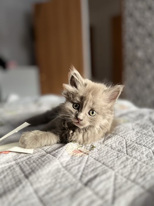 Продам котенка британка длиношерстенной