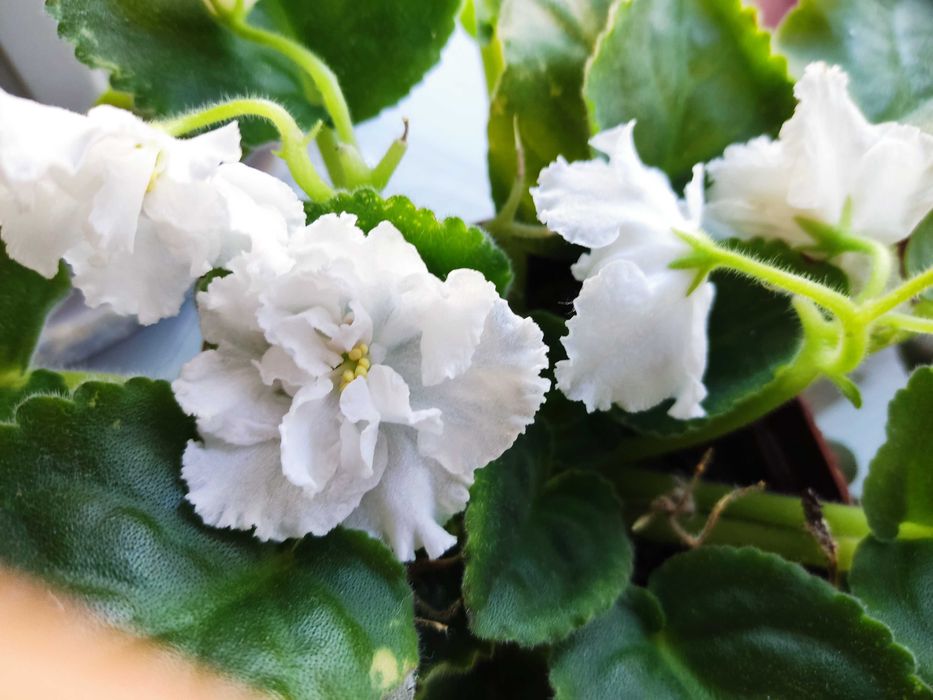 Продам цветок Фиалка