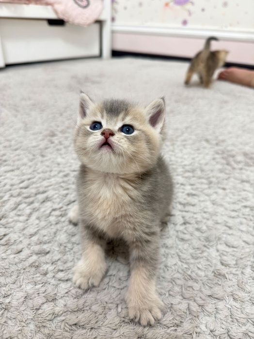 Продаются породистые котята короткошерстные британцы