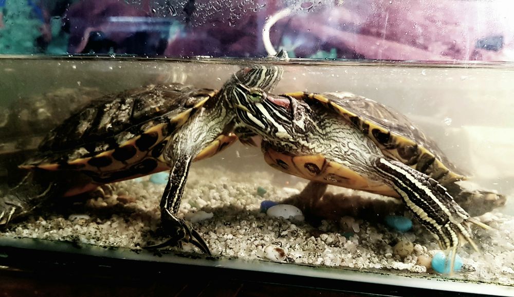 Красноухая черепаха