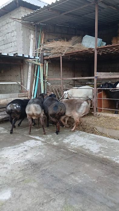 Qozi qochqorlar sotiladi