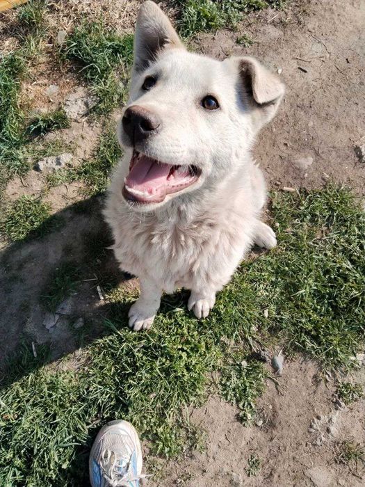 Щенок, мальчик, 4 месяца