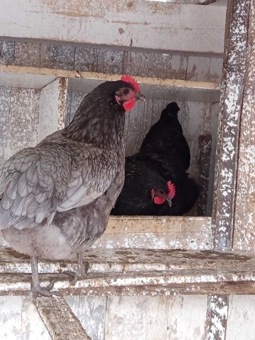 Vând oua pt incubat