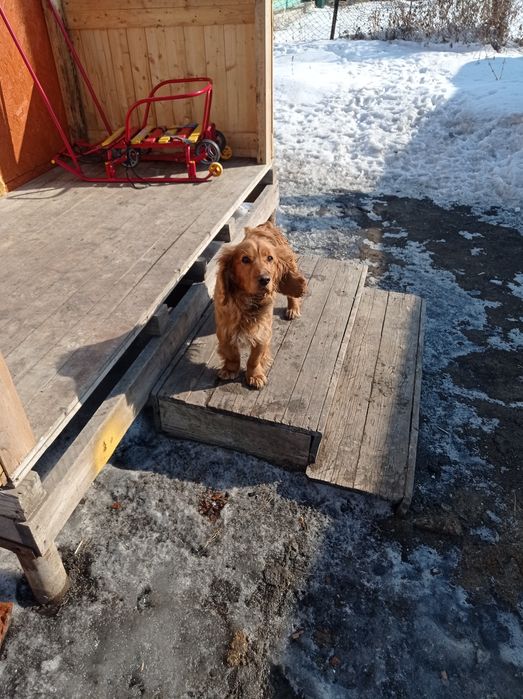 Русский охотничий спаниель