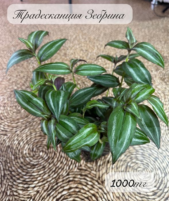 Комнатные растения