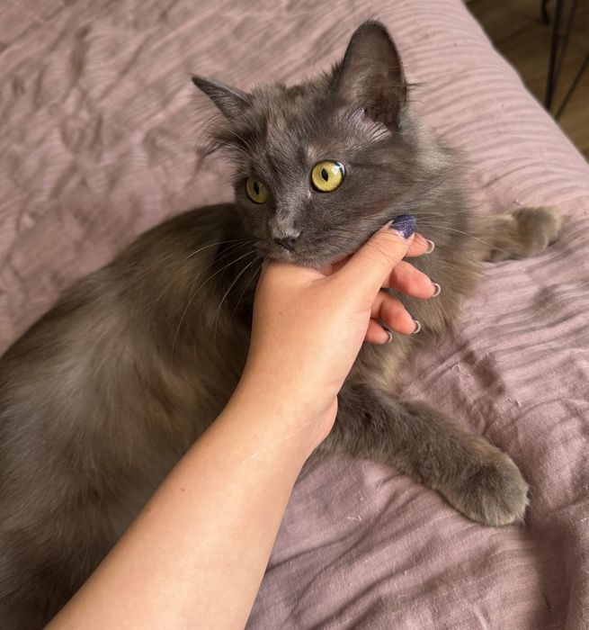 Кошка редкой породы Нибелунг