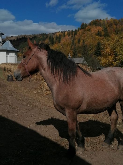 Cal   de   vânzare