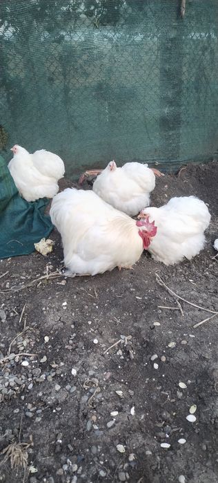 Cochinchina alb pitic