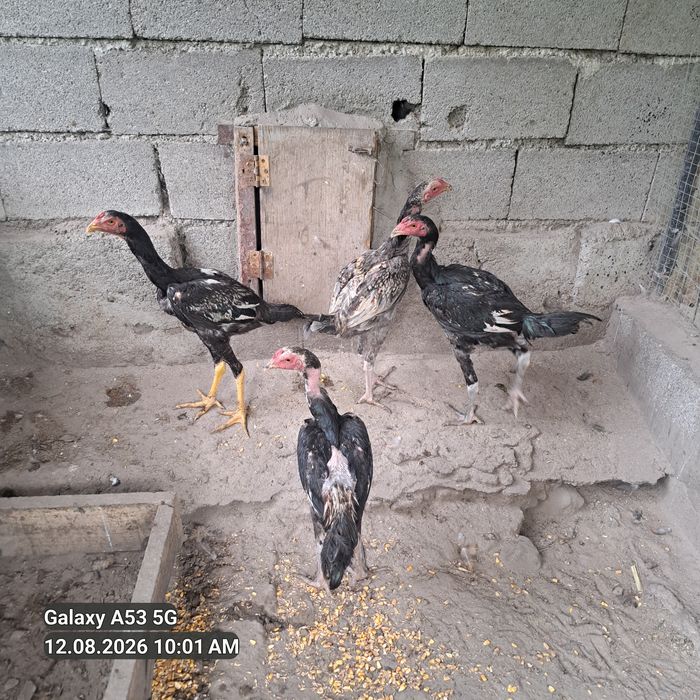 Продам 4 дакана. 5 месецев