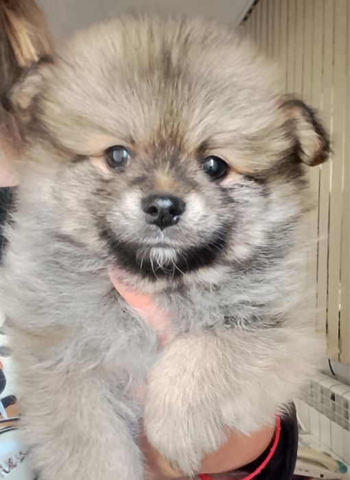 Померан продавам 4 бр 2 мъжки и 2 женски