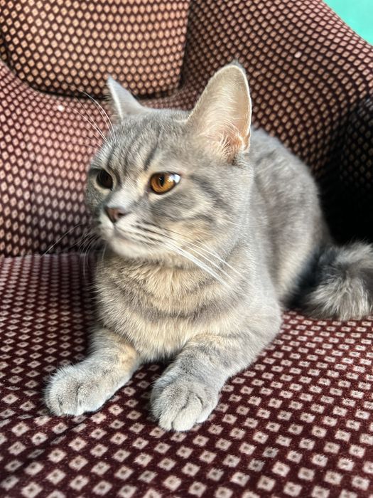 British mushuk sotiladi 9oylik qiz bola narxini kelishamiz