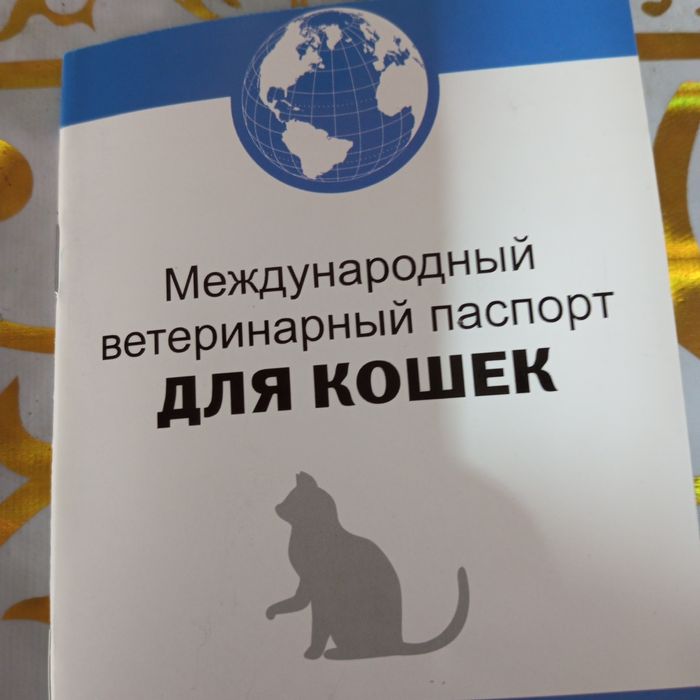 Продается кошка скоттиш фолд